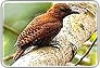 india wildlife tour