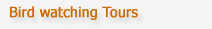 bird watching tour