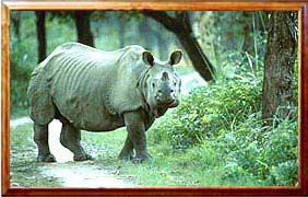 india wildlife