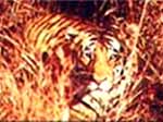 tiger