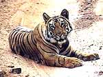 tigers